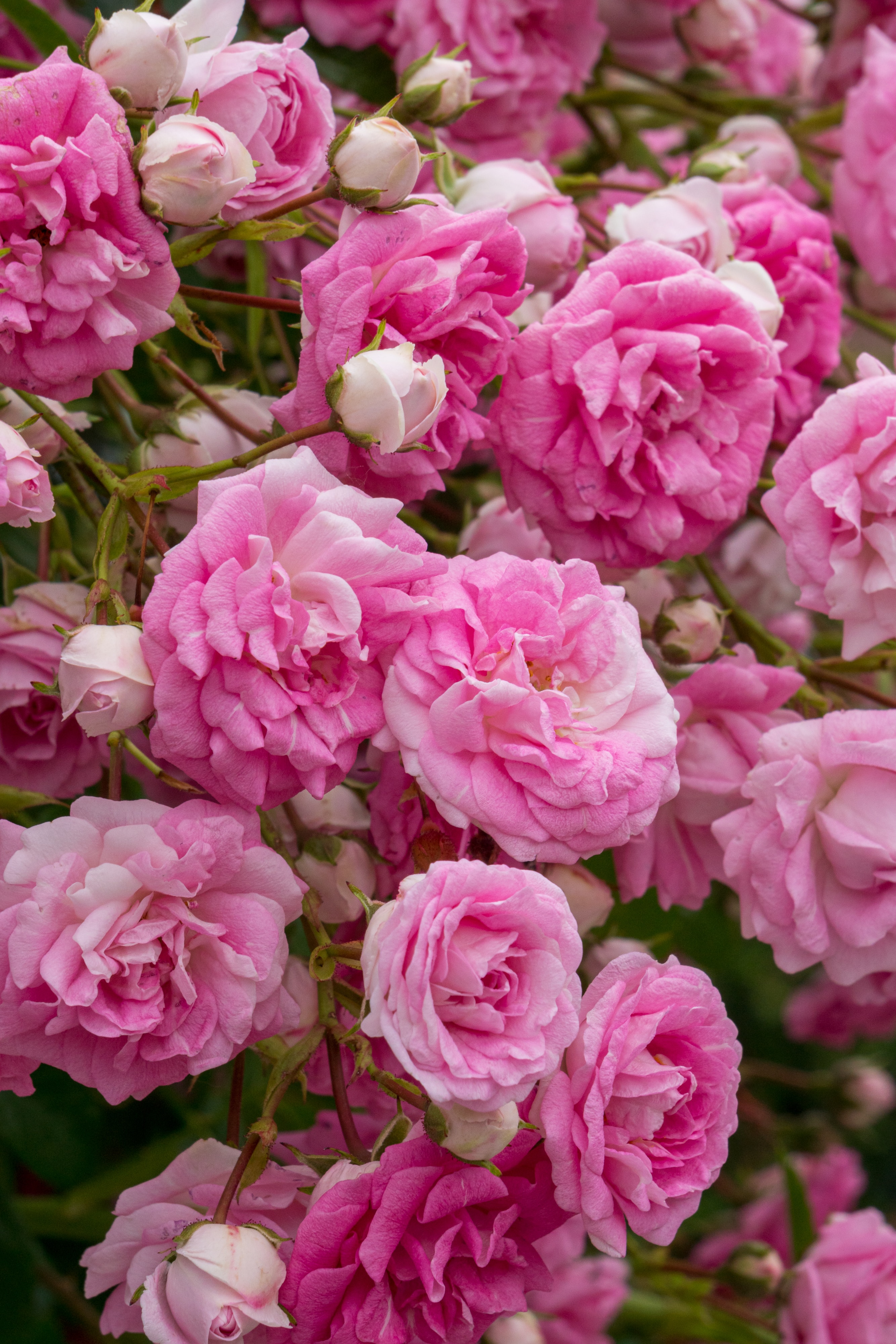 Reviving the Fragrance of Elegance: The Resurgence of Rose Scent in Modern Trends